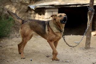 狼狗最新爆料图片,神秘图片揭秘不为人知的秘密